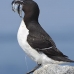 razorbill_msi_v_2788_can2175.jpg